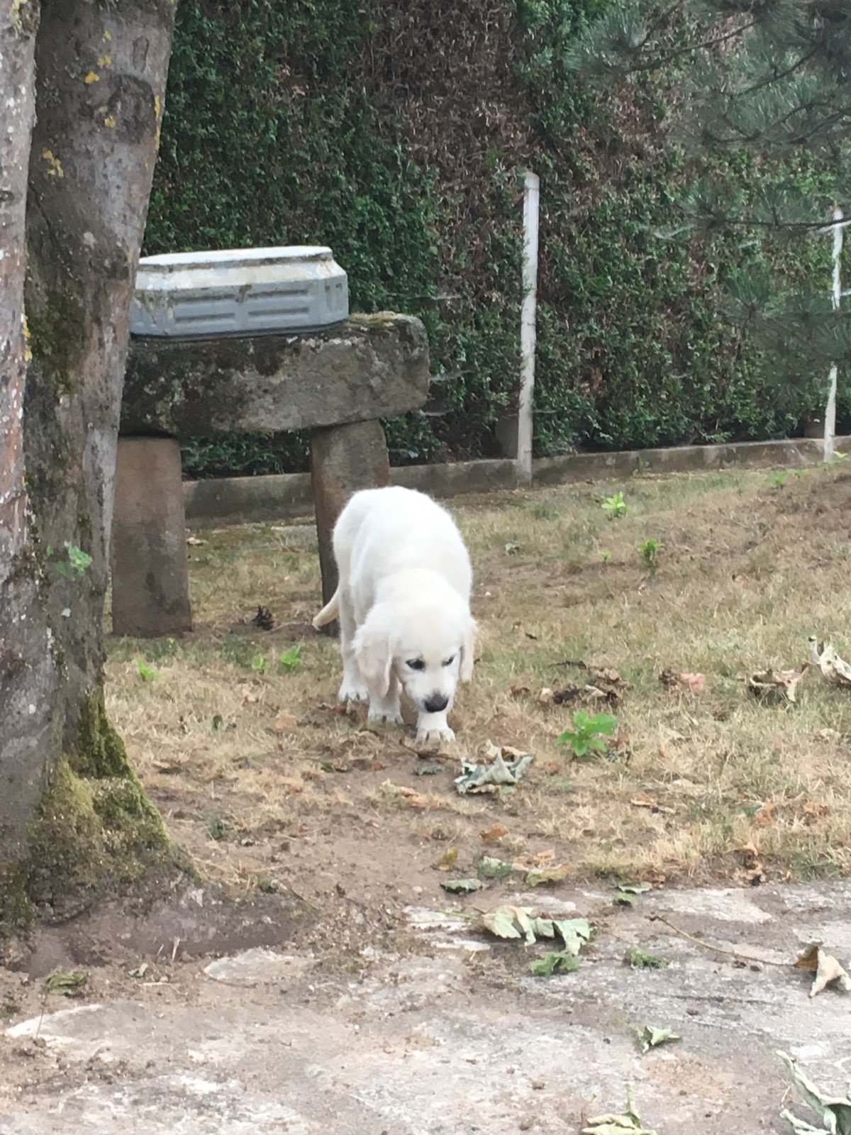 Golden retriever